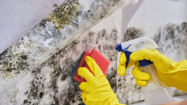 Best Mold removal after water damage  in Pawtucket, RI